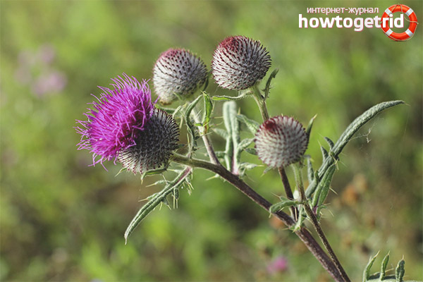 Medicinal properties and contraindications milk thistle