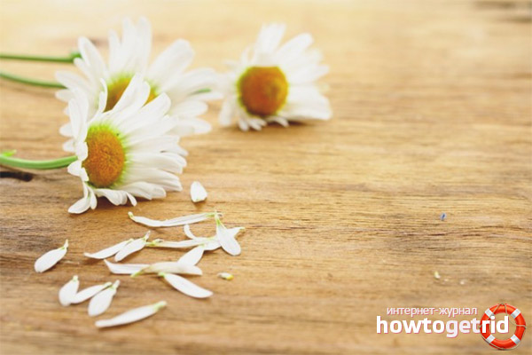 Medicinal properties and contraindications for chamomile