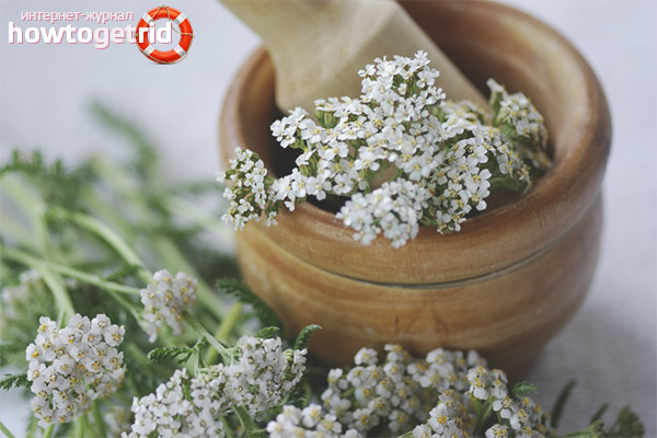 Medicinal properties and contraindications of yarrow