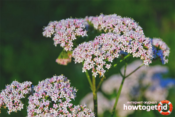 Medicinal properties and contraindications valerian