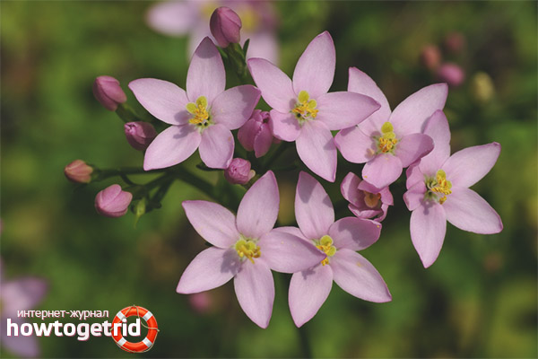 Medicinal properties and contraindications of centaury