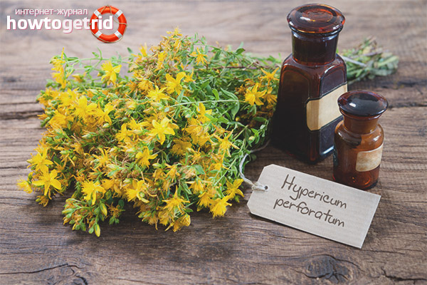 Medicinal properties and contraindications St. John's wort
