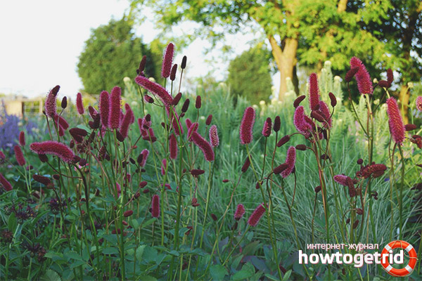 The healing properties of the hemoptysis