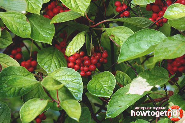 The healing properties of lemongrass