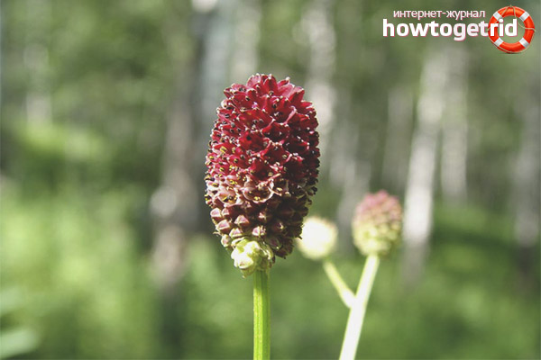 Hemoptysis Treatment