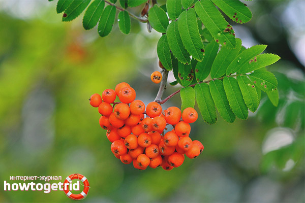 Folk remedies with mountain ash