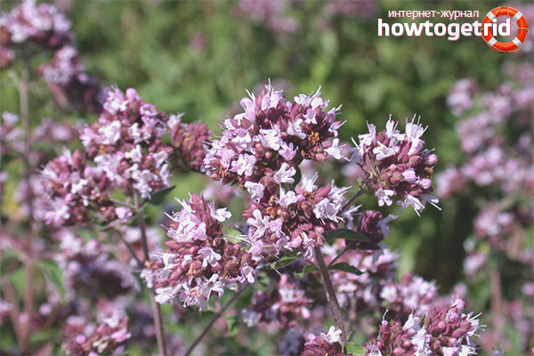 Oregano in Gynecology