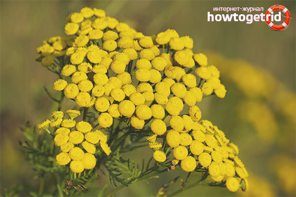 Indications for the use of tansy
