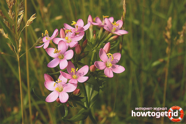 Indications for the use of centaury