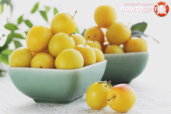 Useful properties and contraindications for cherry plum