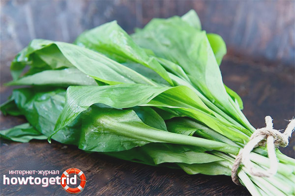 Useful properties and contraindications of wild garlic
