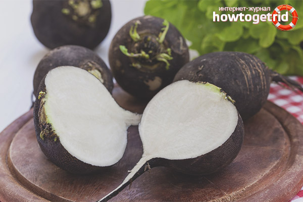 Useful properties and contraindications of black radish
