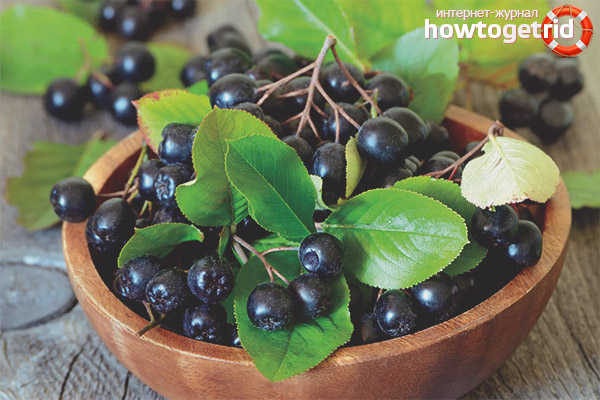 Useful properties and contraindications of black mountain ash