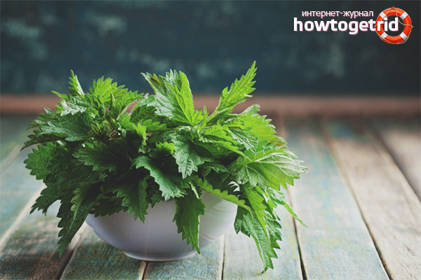 Useful properties and contraindications of nettle