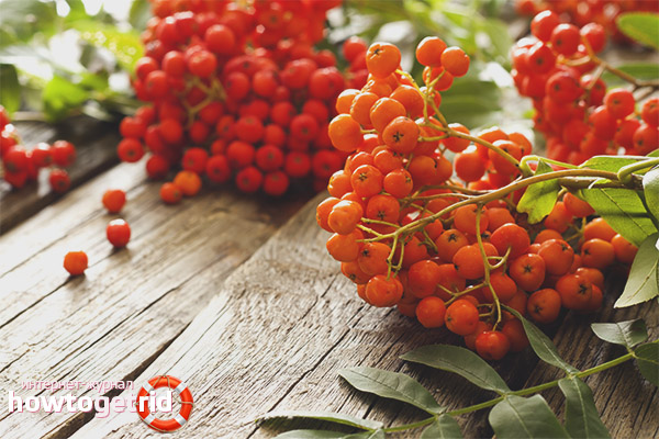 Useful properties and contraindications of red mountain ash