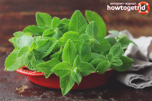 Useful properties and contraindications of mint