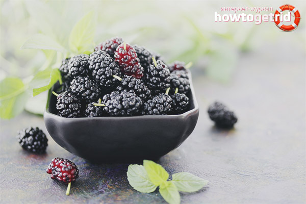 Useful properties and contraindications of mulberry