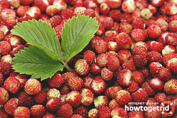 Useful properties and contraindications of strawberries