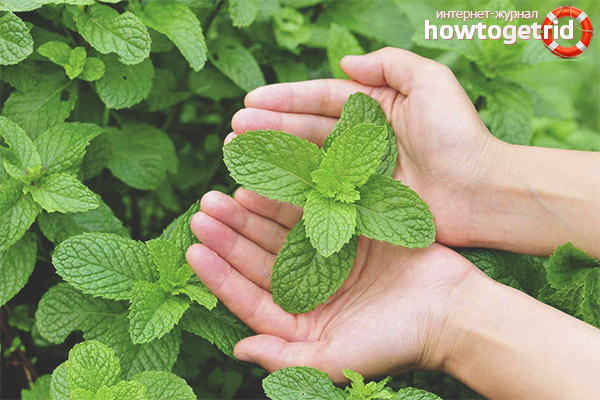 Useful properties of mint