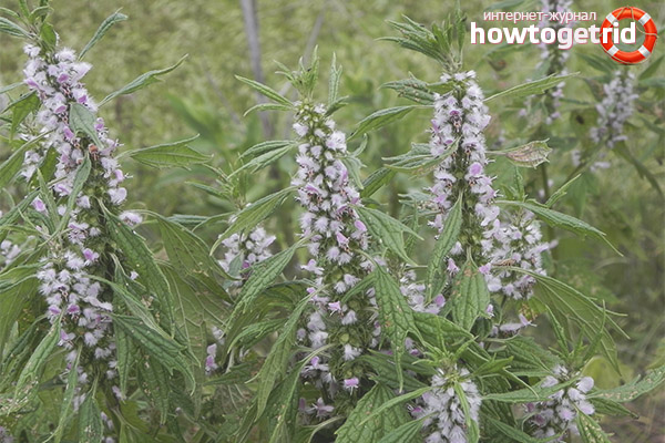 Useful substances motherwort