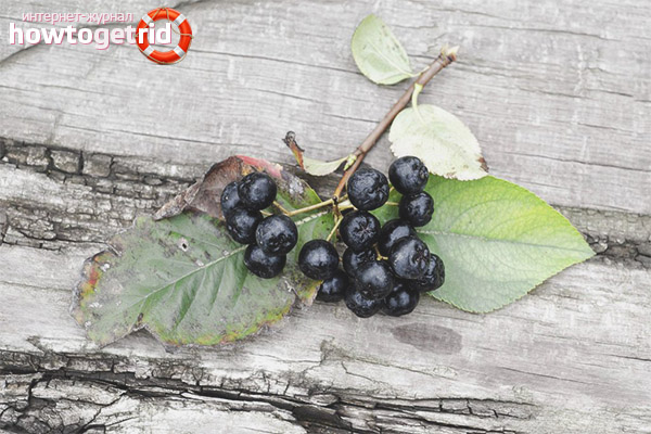 The benefits of chokeberry for pregnant women