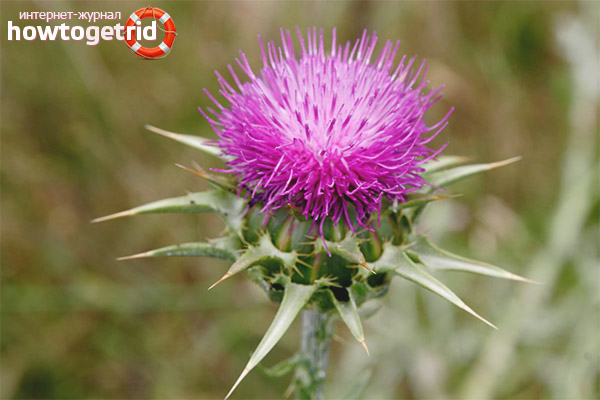 The benefits of milk thistle