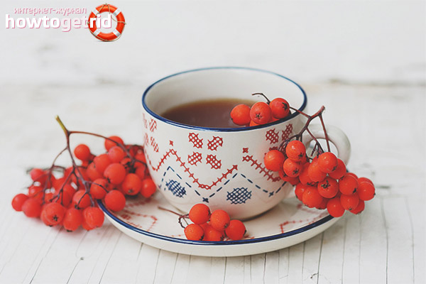 The use of mountain ash tea