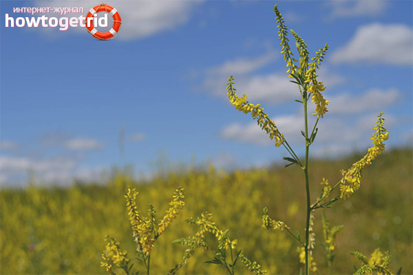 Contraindications for sweet clover