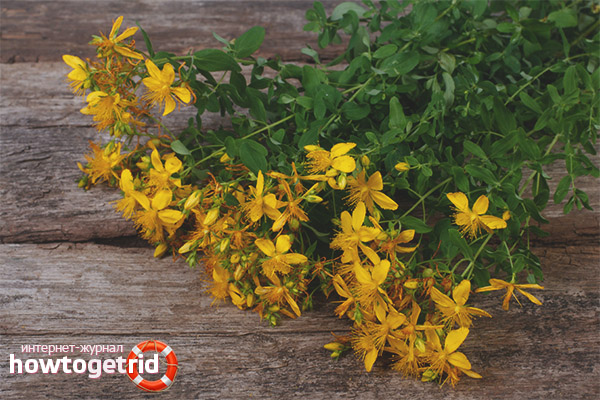 Contraindications to the use of hypericum