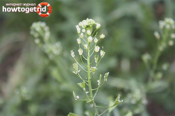 Contraindications shepherd's purse