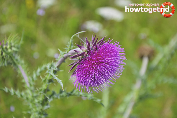 Contraindications milk thistle