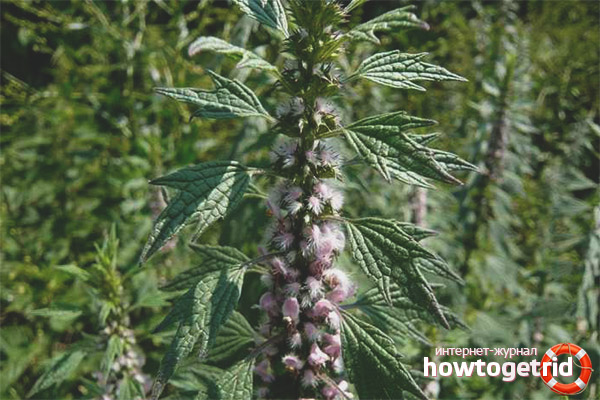 Motherwort paired with alcohol