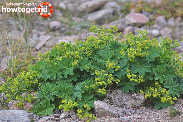 Prescription compounds with cuff