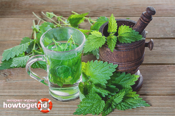Nettle-based infusion recipes