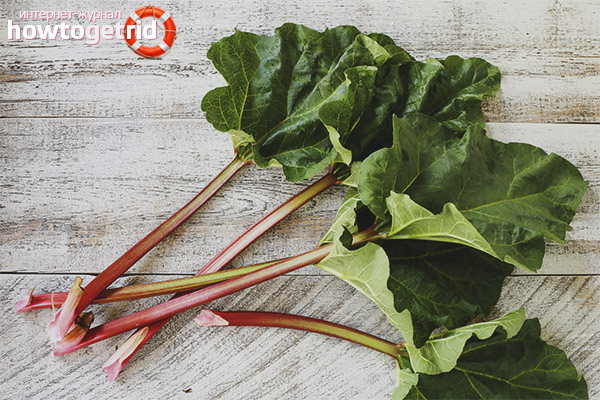 Rhubarb in folk medicine