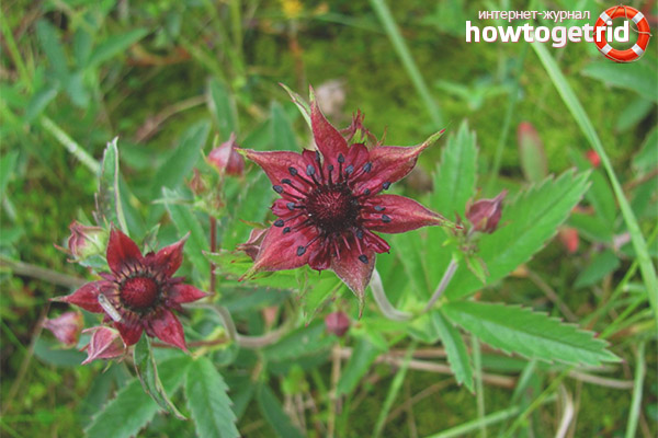 Cinquefoil for joints