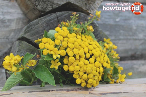 Ways to use tansy