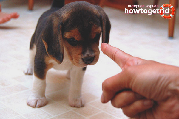 Ways to raise a puppy