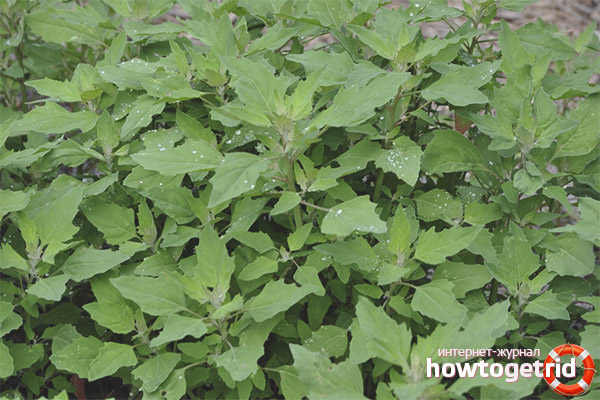 Diseases for which quinoa is recommended