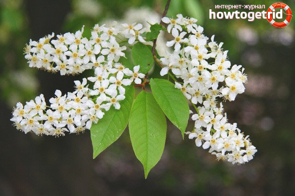 Healing preparations from bird cherry