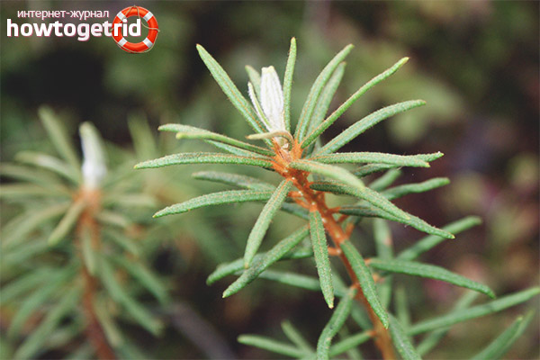 What is included in marsh rosemary