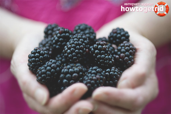 Blackberry during pregnancy