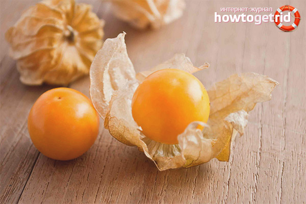 Physalis in folk medicine