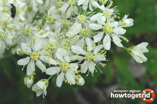 The use of meadowsweet for the treatment of gynecological diseases