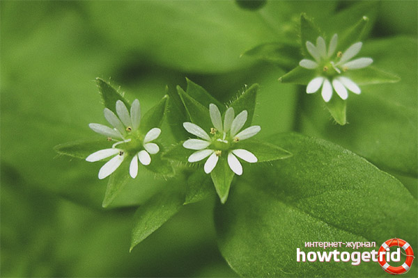 The use of wood lice in cosmetology