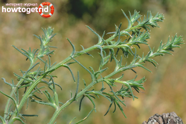 The use of hodgepodge in traditional medicine