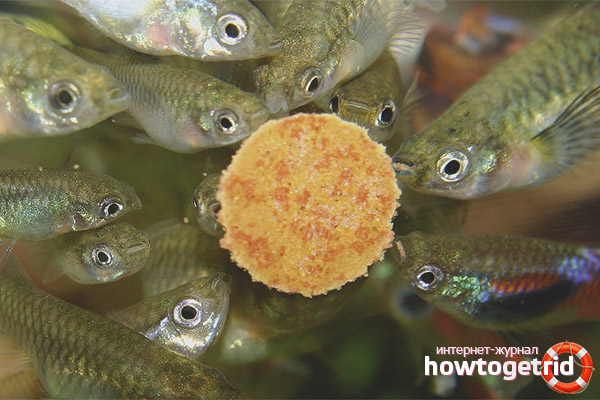 How and what to feed guppy fish