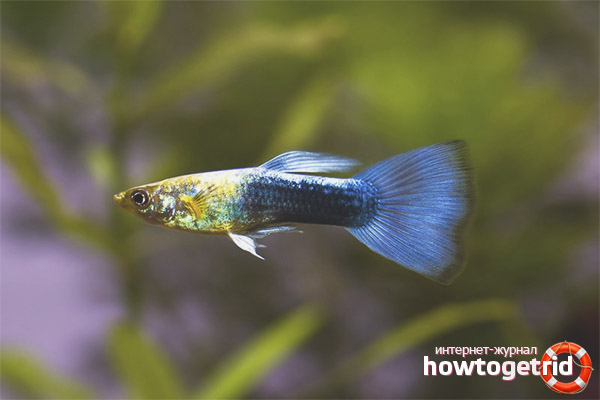 How to care for guppy fish in an aquarium