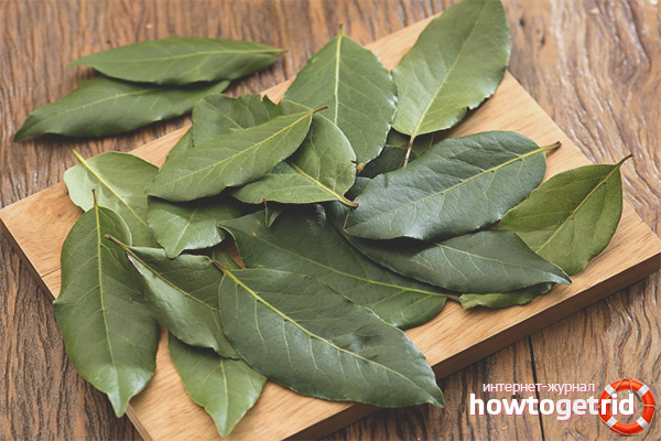 What diseases are treated with bay leaf