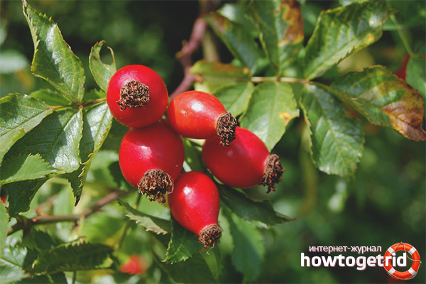 What benefits does a dog rose bring to a person?